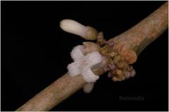 Lasianthus acuminatus